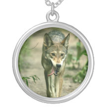 Nordamerikanischer schlauer roter Wolf