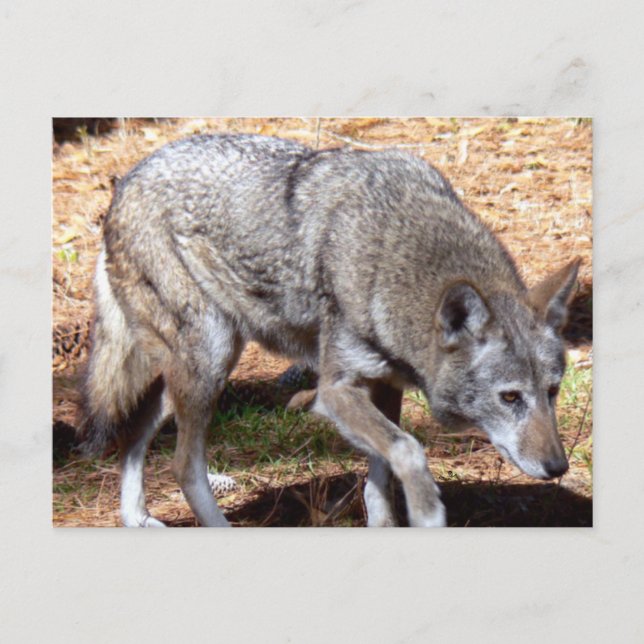 Nordamerikanischer Sly Red Wolf Postkarte (Vorderseite)