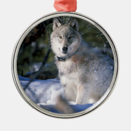 Nordamerikanischer Timberwolf im Schnee Silbernes Ornament