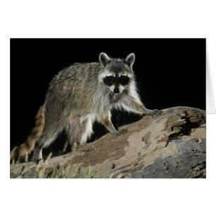 Nordamerikanischer Waschbär, Procyon lotor