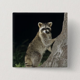 Nordamerikanischer Waschbär, Procyon lotor, Erwach Button