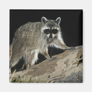 Nordamerikanischer Waschbär, Procyon lotor Magnet