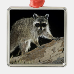 Nordamerikanischer Waschbär, Procyon lotor Ornament Aus Metall