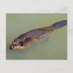 Nordamerikanisches Bierschwimmen Postkarte