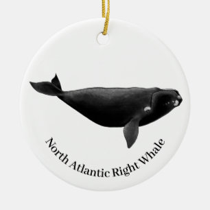 Nordatlantik, rechts Whale Eubalaena Glacialis Keramik Ornament