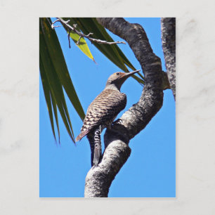 Nordflacker Postkarte