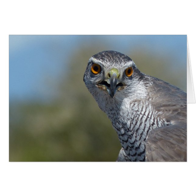 Nordgohawk Nah (Vorderseite (Horizontal))