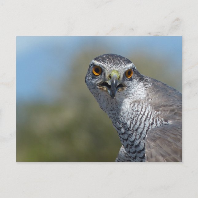 Nordgohawk Nah Postkarte (Vorderseite)