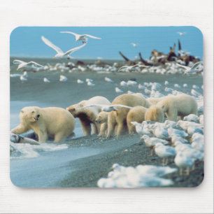 Nordhang, Alaska. Polar Bears Ursus Mousepad