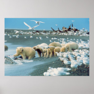 Nordhang, Alaska. Polar Bears Ursus Poster