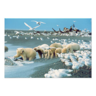 Nordhanglage, Alaska. Eisbären Ursus Fotodruck