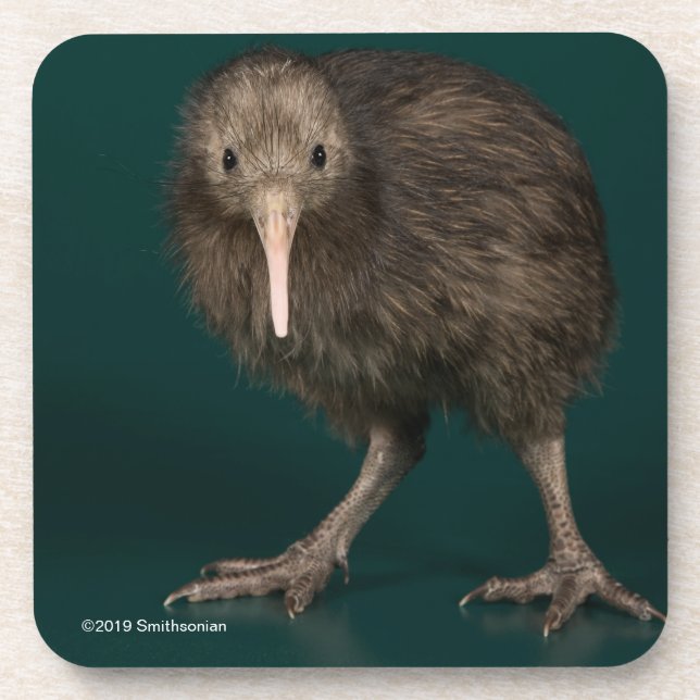 Nordinsel-Brown-Kiwi Getränkeuntersetzer (Vorderseite)