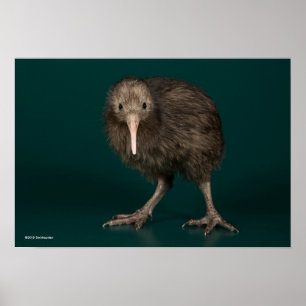 Nordinsel-Brown-Kiwi Poster