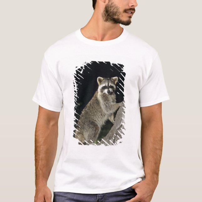 Nordirakoon, Procyon-Lotor, erwachsen am Baum T-Shirt (Vorderseite)