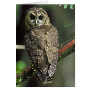 Nordische Gepunktete Eule - Strix occidentalis cau