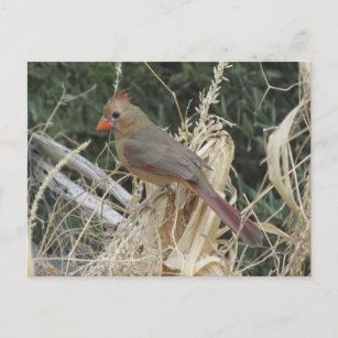 Nordische Kardinal von Weibchen auf Mais Tassel Postkarte