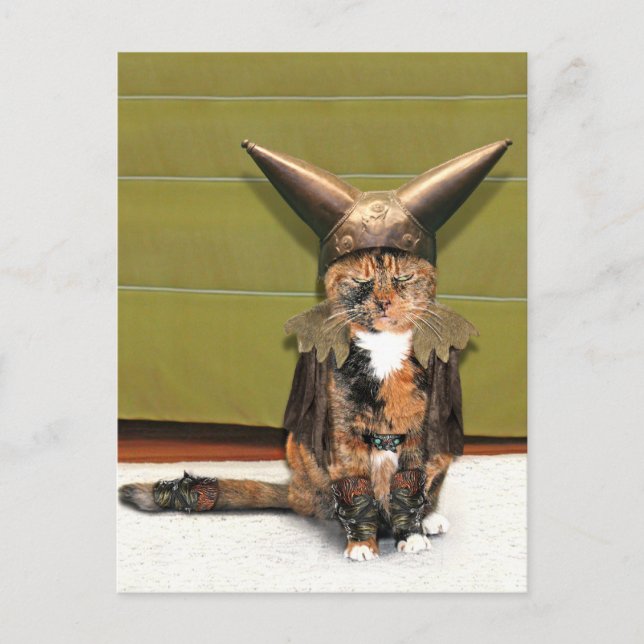 Nordische Katze ist nicht verwirrt Postkarte (Vorderseite)