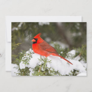Nordischer Kardinal in Juniperbaum zur Winterzeit Feiertagskarte