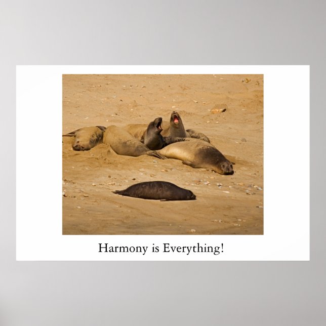 Nordkalifornische Elefanten-Siegel Poster (Vorne)