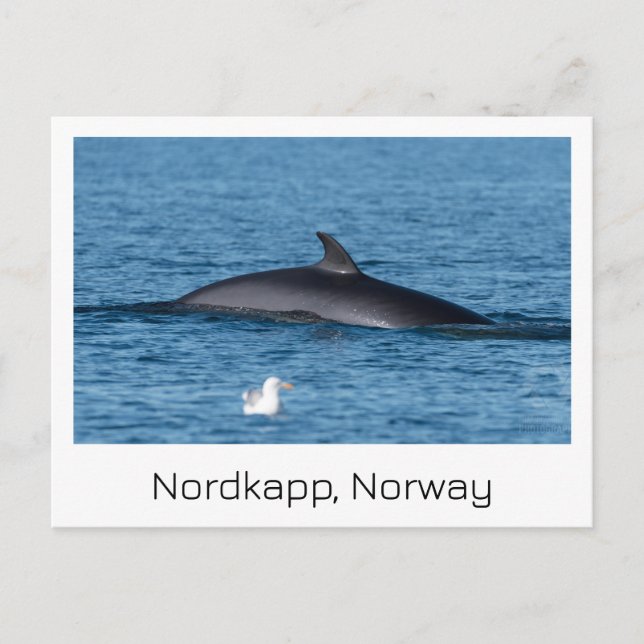 Nordkapp, Souvenirkarte Norwegen. Postkarte (Vorderseite)