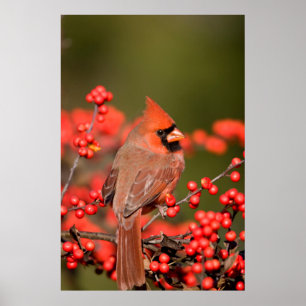 NordKardinal auf gemeinem Winterberry Poster