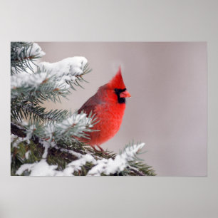 NordKardinal gehockt in einem Baum Poster
