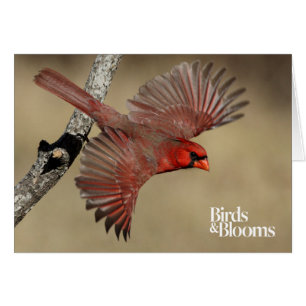 NordKardinal im Flug