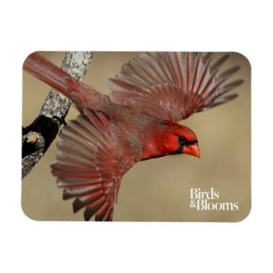 NordKardinal im Flug Magnet