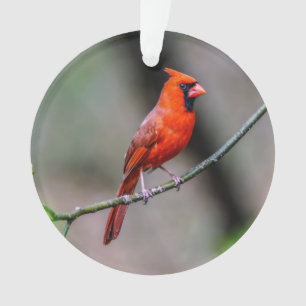 NordKardinals-Acryl-Verzierung Ornament