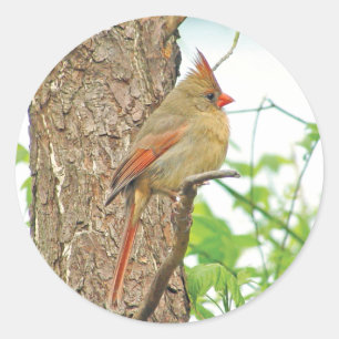 NordKardinals-roter Vogel-Aufkleber Runder Aufkleber