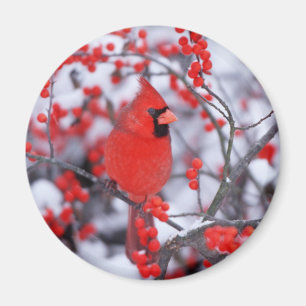 NordKardinalsmann, Winter, IL Magnet