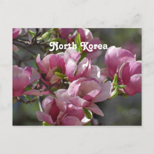 Nordkorea Magnolia Postkarte