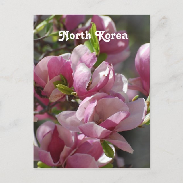 Nordkorea Magnolia Postkarte (Vorderseite)