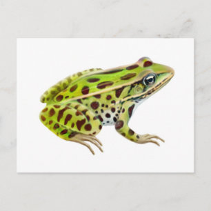 Nordleopard-Frosch-Postkarte Postkarte