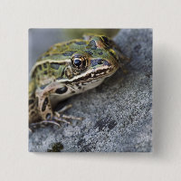 Nordleopardfrosch, See-through Island,