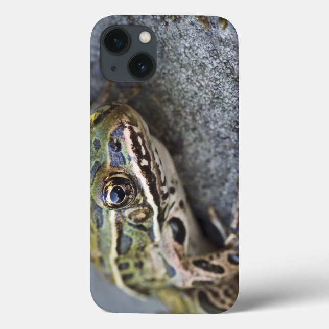 Nordleopardfrosch, See-through Island, Case-Mate iPhone Hülle (Rückseite)