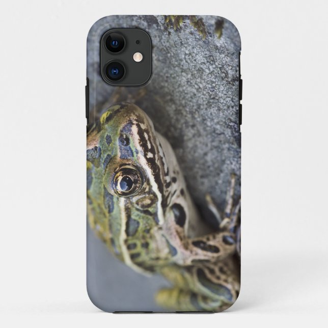 Nordleopardfrosch, See-through Island, Case-Mate iPhone Hülle (Rückseite)