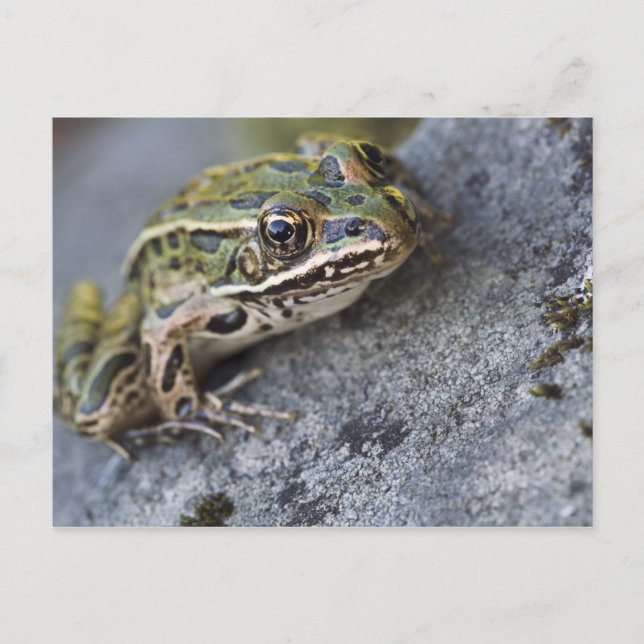 Nordleopardfrosch, See-through Island, Postkarte (Vorderseite)