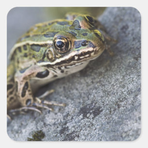 Nordleopardfrosch, See-through Island, Quadratischer Aufkleber