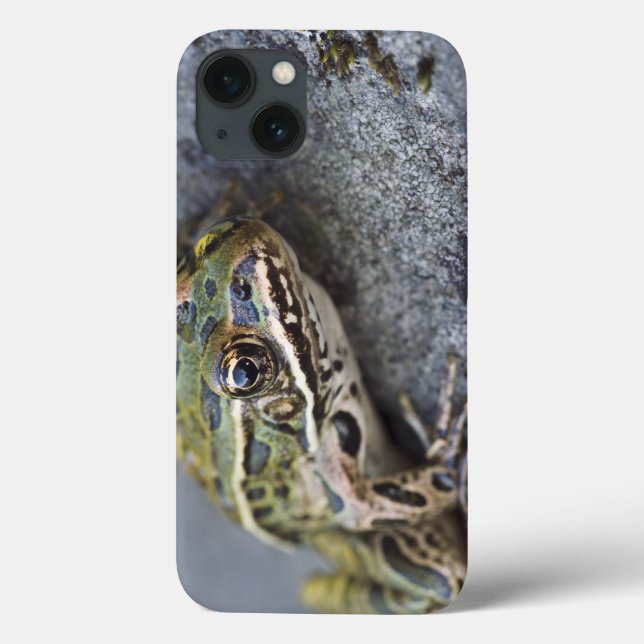 Nordleopardfrosch, Sehen-durch Insel, Case-Mate iPhone Hülle (Rückseite)