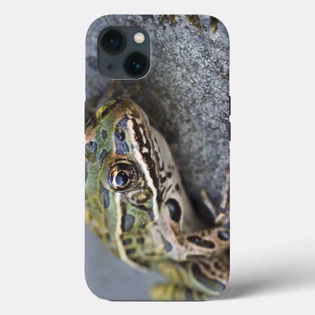 Nordleopardfrosch, Sehen-durch Insel, Case-Mate iPhone Hülle (Rückseite)