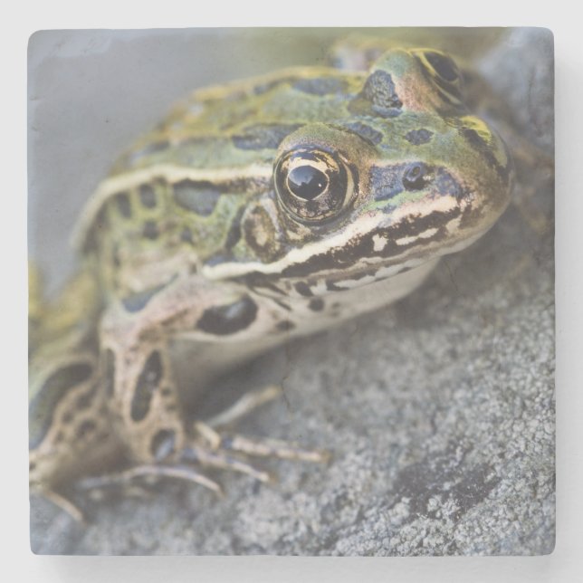 Nordleopardfrosch, Sehen-durch Insel, Steinuntersetzer (Vorderseite)