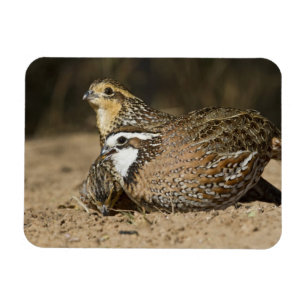 Nördliche Bobwhite-Wachtelbabys am Teich zum Trink Magnet