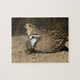 Nördliche Bobwhite-Wachtelbabys am Teich zum Trink Puzzle