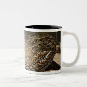 Nördliche Bobwhite-Wachtelbabys am Teich zum Trink Zweifarbige Tasse