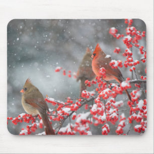 Nördliche Kardinäle Marion, Illinois Mousepad