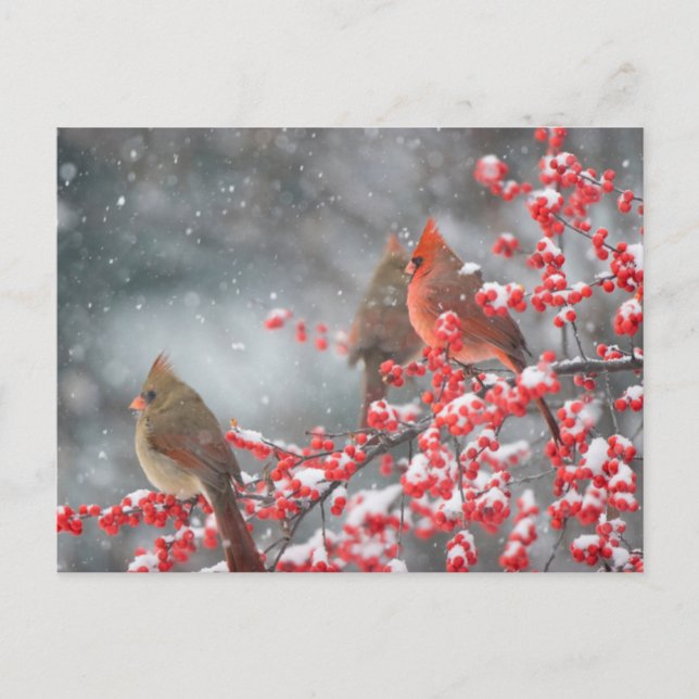 Nördliche Kardinäle | Marion, Illinois Postkarte (Vorderseite)