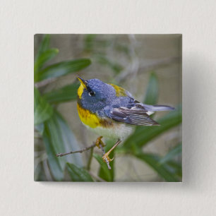 Nördliche Parula (Parula americana) Button