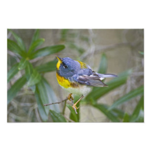 Nördliche Parula (Parula americana) Fotodruck