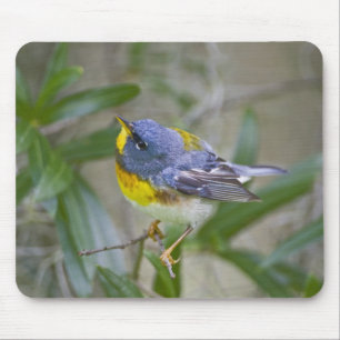 Nördliche Parula (Parula americana) Mousepad